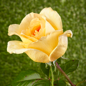 Pоза Казанова - жълт - Чайно хибридни рози 